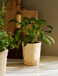Dursley Textured Pot 10cm - Stoneware, Natural