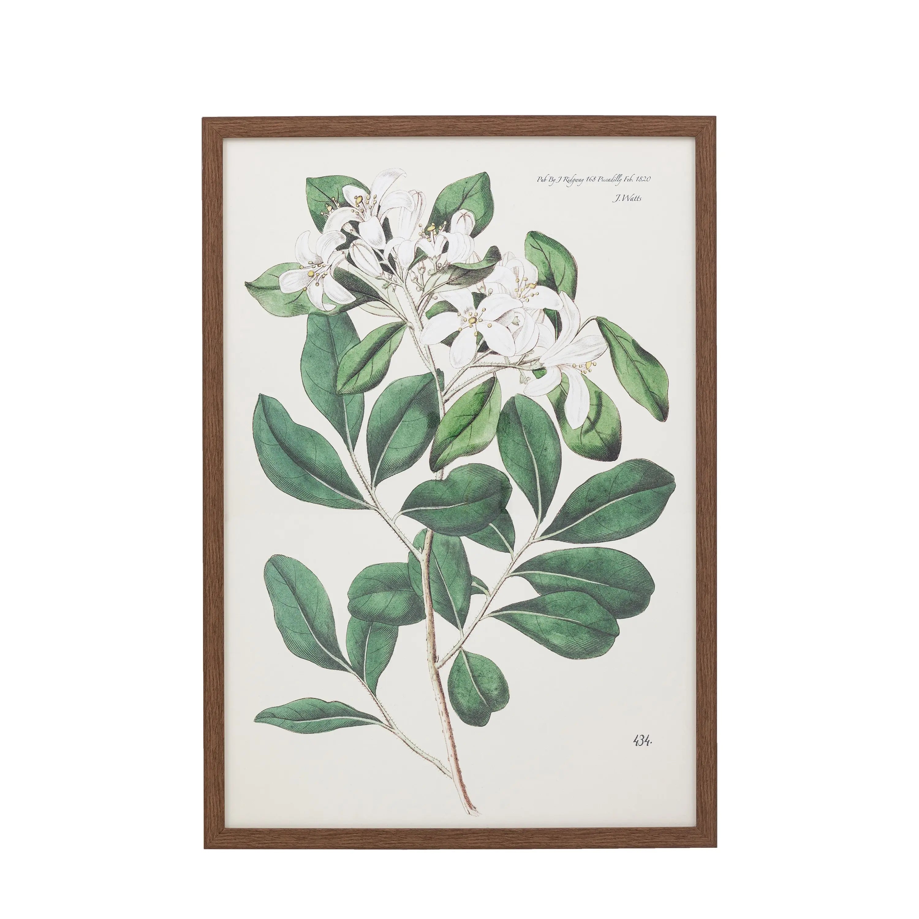 Foliage & Blooms Framed Print
